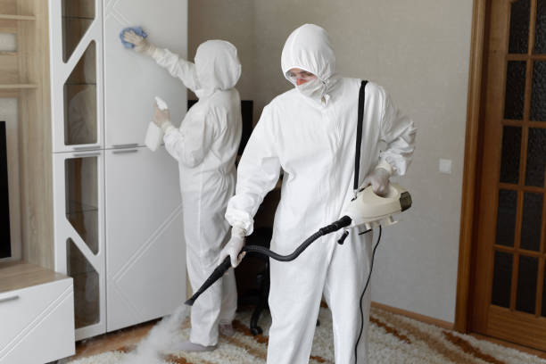 Best Fast Mold Removal  in St Ansgar, IA