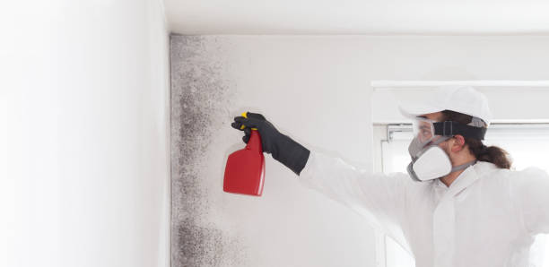 Best Professional Mold Removal  in St Ansgar, IA