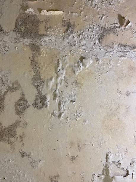 Best Residential Mold Removal  in St Ansgar, IA
