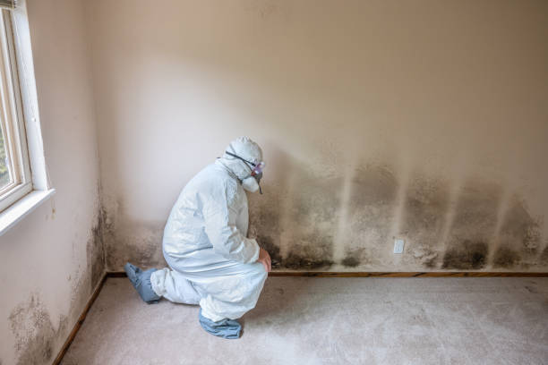 Reliable St Ansgar, IA Mold Removal Solutions