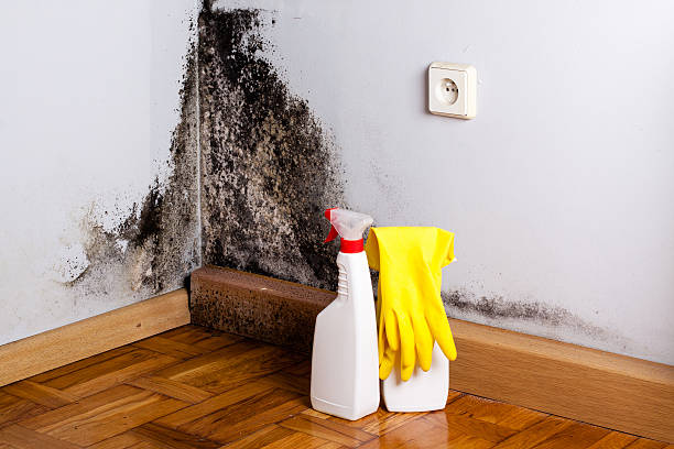 Best Mold Removal Near Me  in St Ansgar, IA
