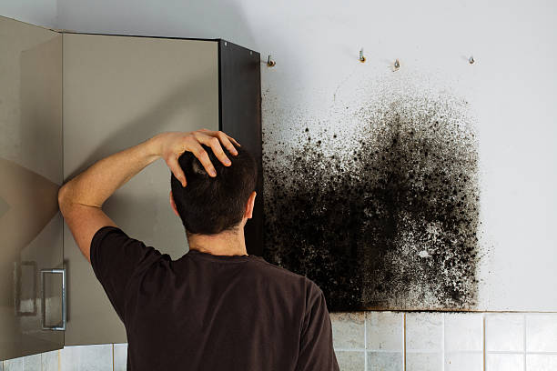 Best Affordable Mold Removal  in St Ansgar, IA