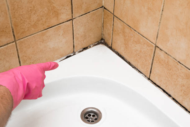 Mold Testing and Removal in St Ansgar, IA